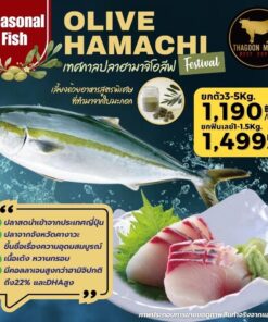 Olive Hamachi ปลาฮามาจิโอลีฟ